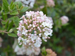 Burkwood Viburnum -The Tree Center Store Burkwood Viburnum 1.1 600x450 1