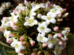 Burkwood Viburnum -The Tree Center Store Burkwood Viburnum 2 copy 600x450 1