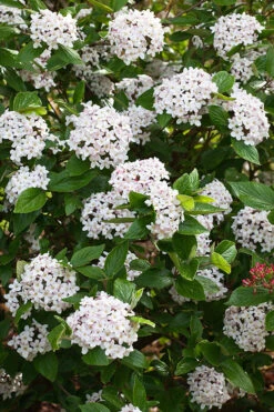 Burkwood Viburnum -The Tree Center Store Burkwood Viburnum 3 copy 600x900 1