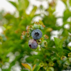 Bushel And Berry® Jelly Bean Blueberry 8 Bushel And Berry® Jelly Bean Blueberry -The Tree Center Store Bush And Berry Jelly Bean Blueberry 2G 02 copy 1 600x600 1