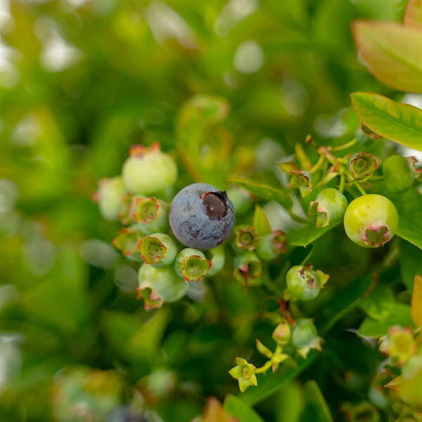 Bushel And Berry® Pink Icing Blueberry 3 Bushel And Berry® Pink Icing Blueberry - Image 3