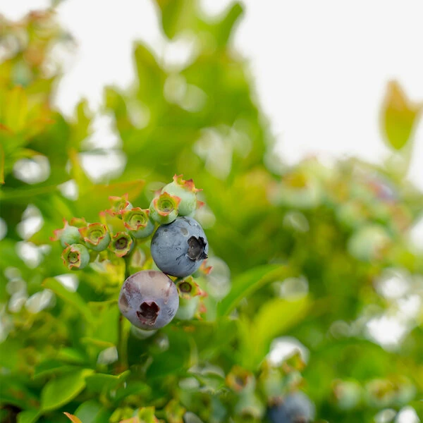 Bushel And Berry® Pink Icing Blueberry 2 Bushel And Berry® Pink Icing Blueberry - Image 2