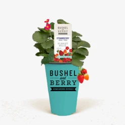 Bushel And Berry® Scarlet Belle Strawberry 6 Bushel And Berry® Scarlet Belle Strawberry -The Tree Center Store Bushe and Berry BBStrawberry ScarletBelle 600x600 1