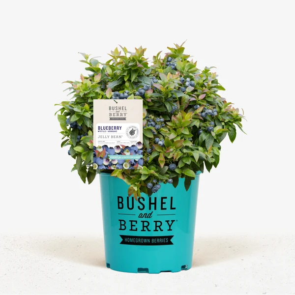 Bushel And Berry® Jelly Bean Blueberry 1 Bushel And Berry® Jelly Bean Blueberry