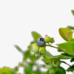 Bushel And Berry® Peach Sorbet Blueberry -The Tree Center Store Bushel And Berry Peach Sorbet Blueberry 2G 03 copy 1 600x600 2