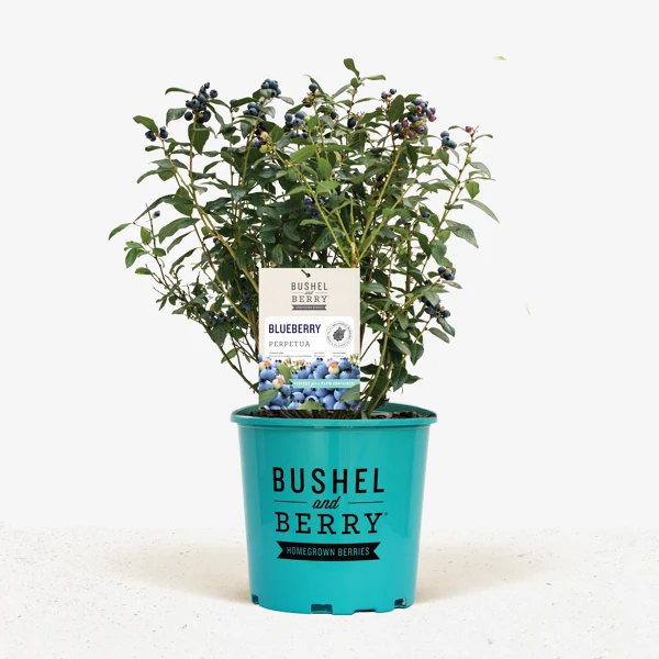 Bushel And Berry® Perpetua Blueberry 2 Bushel And Berry® Perpetua Blueberry - Image 2