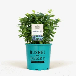 Bushel And Berry® Pink Icing Blueberry
