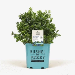 Bushel And Berry® Southern Bluebelle Blueberry -The Tree Center Store Bushel And Berry Southern Bluebelle Blueberry 600x600 1
