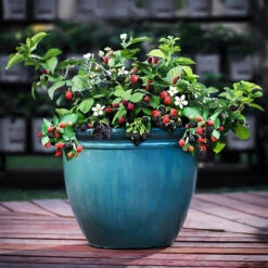 Bushel And Berry® Baby Cakes Blackberry 9 Bushel And Berry® Baby Cakes Blackberry -The Tree Center Store Bushel Berry Baby Cakes Blackberry 1 copy 600x600 1