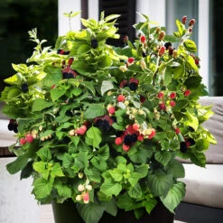 Bushel And Berry® Baby Cakes Blackberry 7 Bushel And Berry® Baby Cakes Blackberry -The Tree Center Store Bushel Berry Baby Cakes Blackberry 5 copy 600x600 1