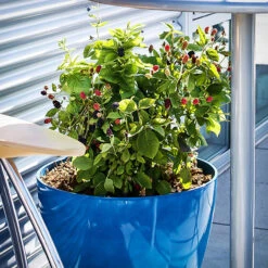 Bushel And Berry® Baby Cakes Blackberry