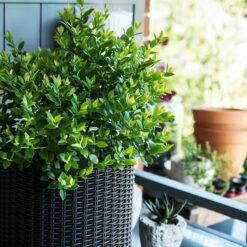 Bushel And Berry® Blueberry Buckle -The Tree Center Store Bushel Berry Blueberry Buckle 2 copy 600x600 1