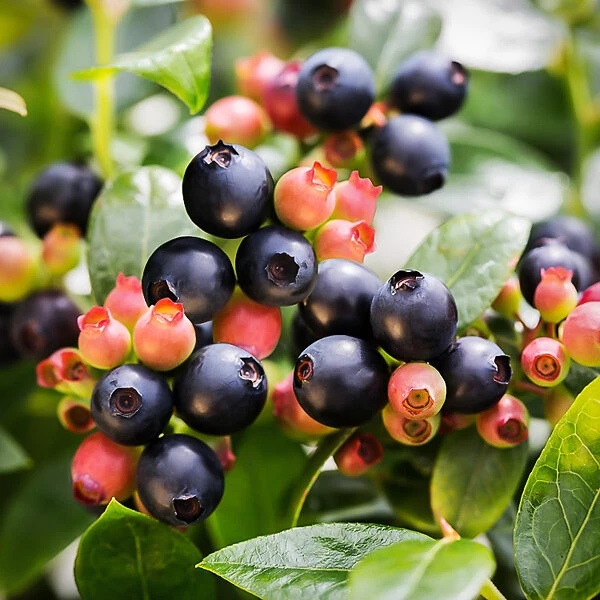 Bushel And Berry® Blueberry Glaze 3 Bushel And Berry® Blueberry Glaze - Image 3