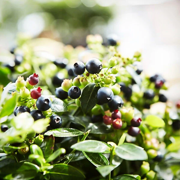 Bushel And Berry® Blueberry Glaze 2 Bushel And Berry® Blueberry Glaze - Image 2