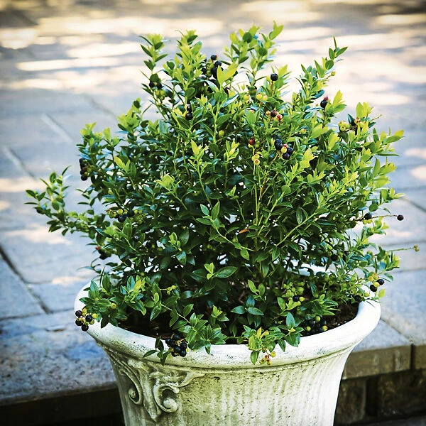 Bushel And Berry® Blueberry Glaze 1 Bushel And Berry® Blueberry Glaze