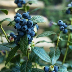 Bushel And Berry® Perpetua Blueberry 9 Bushel And Berry® Perpetua Blueberry -The Tree Center Store Bushel Berry Perpetua Blueberry 1 copy 600x600 1