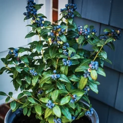 Bushel And Berry® Perpetua Blueberry 7 Bushel And Berry® Perpetua Blueberry -The Tree Center Store Bushel Berry Perpetua Blueberry 2 copy jpeg webp