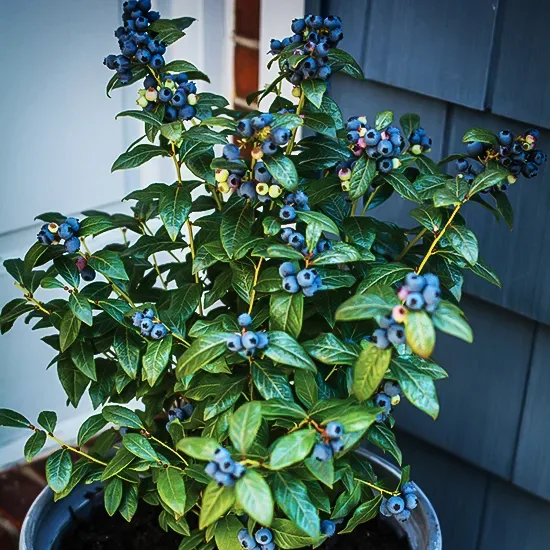 Bushel And Berry® Perpetua Blueberry 3 Bushel And Berry® Perpetua Blueberry - Image 3