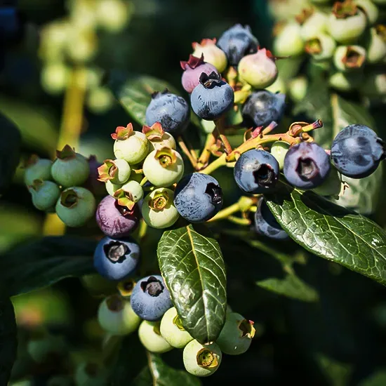 Bushel And Berry® Perpetua Blueberry 1 Bushel And Berry® Perpetua Blueberry