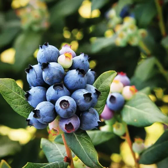 Bushel And Berry® Perpetua Blueberry 4 Bushel And Berry® Perpetua Blueberry - Image 4