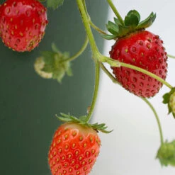 Bushel And Berry® Rosy Belle Strawberry -The Tree Center Store Bushel and Berry Rosy Belle Strawberry 03 copy 600x600 1