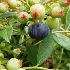 Bushel And Berry® Sapphire Cascade Blueberry 7 Bushel And Berry® Sapphire Cascade Blueberry -The Tree Center Store Bushel and Berry Sapphire Cascade Blueberry 01 copy 600x600 1