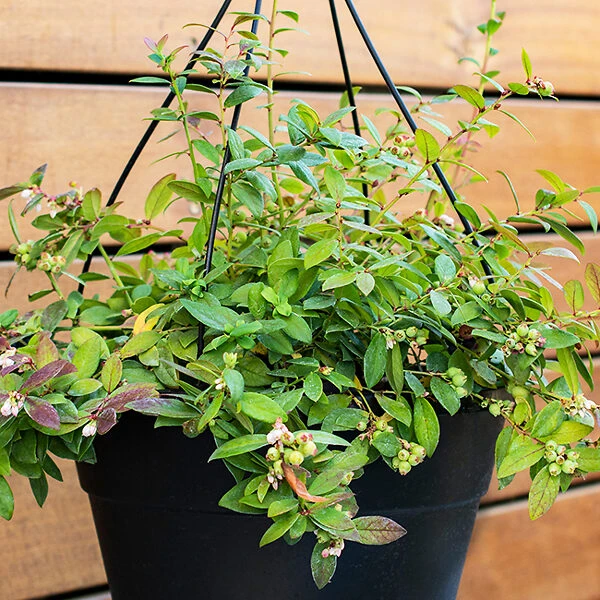 Bushel And Berry® Sapphire Cascade Blueberry 3 Bushel And Berry® Sapphire Cascade Blueberry - Image 3