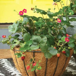 Bushel And Berry® Scarlet Belle Strawberry