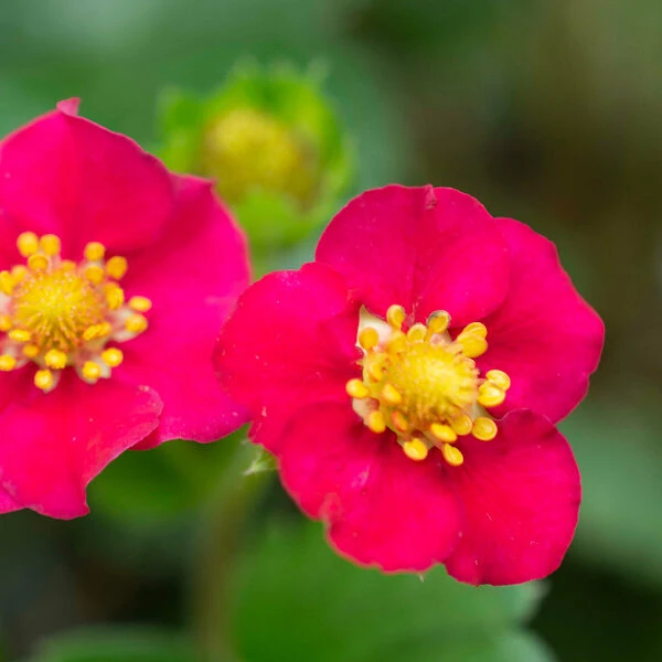 Bushel And Berry® Scarlet Belle Strawberry 2 Bushel And Berry® Scarlet Belle Strawberry - Image 2