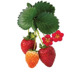 Bushel And Berry® Scarlet Belle Strawberry 7 Bushel And Berry® Scarlet Belle Strawberry -The Tree Center Store Bushel and Berry Scarlet Belle Strawberry 03 600x600 1