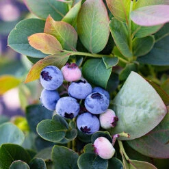 Bushel And Berry® Silver Dollar Blueberry -The Tree Center Store Bushel and Berry Silver Dollar Blueberry 1 copy 600x600 1