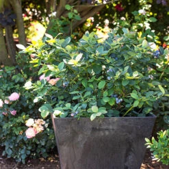 Bushel And Berry® Silver Dollar Blueberry -The Tree Center Store Bushel and Berry Silver Dollar Blueberry 2 copy 600x600 1