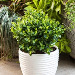 Bushel And Berry® Southern Bluebelle Blueberry -The Tree Center Store Bushel and Berry Southern Bluebelle Blueberry 1 copy 600x600 1