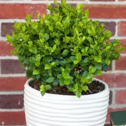 Bushel And Berry® Southern Bluebelle Blueberry -The Tree Center Store Bushel and Berry Southern Bluebelle Blueberry 4 copy jpg webp