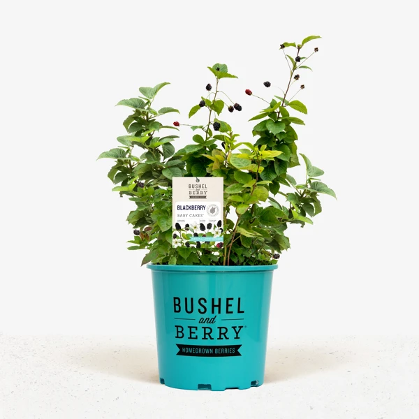 Bushel And Berry® Baby Cakes Blackberry 2 Bushel And Berry® Baby Cakes Blackberry - Image 2