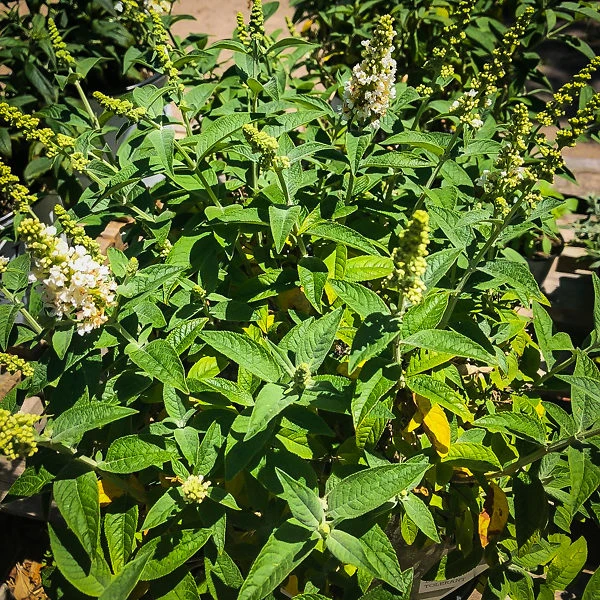 Miss Pearl Butterfly Bush 2 Miss Pearl Butterfly Bush - Image 2