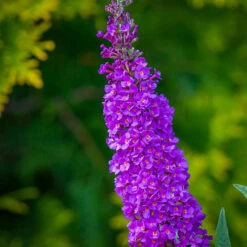 Miss Violet Butterfly Bush -The Tree Center Store Butterfly Bush Miss Violet 1 600x600 1
