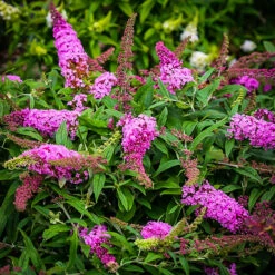 Pugster® Pink Butterfly Bush 5 Pugster® Pink Butterfly Bush -The Tree Center Store Butterfly Bush Pugster Pink 02 1 600x600 1