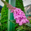 Pugster® Pink Butterfly Bush