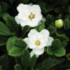 Buttons Gardenia