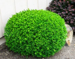 Winter Gem Boxwood -The Tree Center Store Buxus Winter Gem 1 600x473 1
