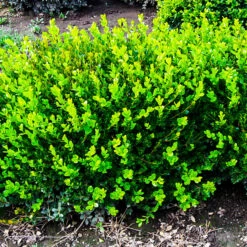 Winter Gem Boxwood -The Tree Center Store Buxus Winter Gem 3 600x600 1