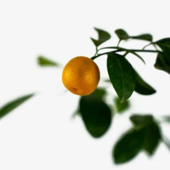 Calamondin Orange Tree -The Tree Center Store Calamondin Orange Tree 5G 02 600x600 1