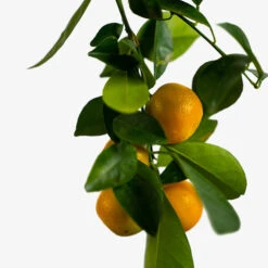 Calamondin Orange Tree -The Tree Center Store Calamondin Orange Tree 5G 04 copy 600x600 1