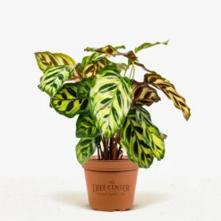 Calathea Peacock -The Tree Center Store Calathea Peacock 1G 01 jpg 600x600 1