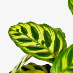 Calathea Peacock -The Tree Center Store Calathea Peacock 1G 02 copy 600x600 1