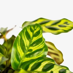 Calathea Peacock -The Tree Center Store Calathea Peacock 1G 03 copy 600x600 1