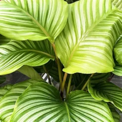 Calathea Prayer Plant -The Tree Center Store Calathea Prayer Plant 2 copy jpg webp