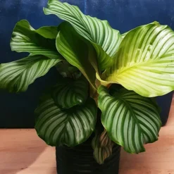 Calathea Prayer Plant -The Tree Center Store Calathea Prayer Plant 3 copy jpg webp