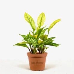 Calathea Vittata -The Tree Center Store Calathea Vittata 1G 01 jpg 600x600 1